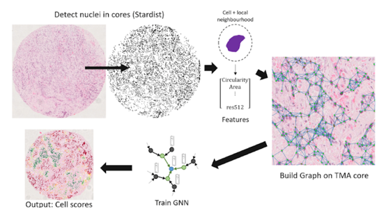 Cell profiling pipeline: nuclei detection, graph building and GNN scoring